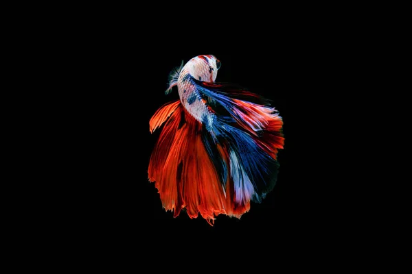 Betta Fish Pesce Siamese Combattente Betta Isolato Fondo Nero — Foto Stock