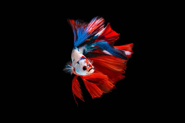 Рыба Бетта Сиамская Боевая Рыба Выделенная Черном Фоне — стоковое фото
