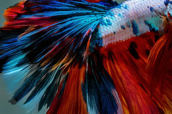Colorato Pesce Betta Sfondo Della Natura Consistenza — Foto Stock