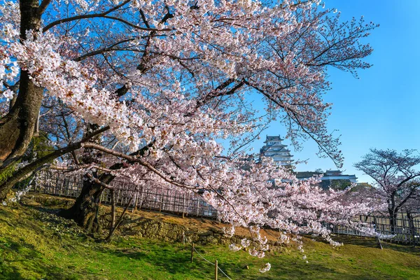 Himeji Kiraz Çiçekleri Kale Japonya — Stok fotoğraf