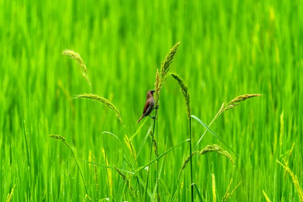 在绿稻田里可爱的小鸟 自然背景 — 图库照片