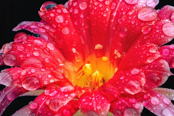 Close Flores Cacto Rosa Fundo Natureza — Fotografia de Stock