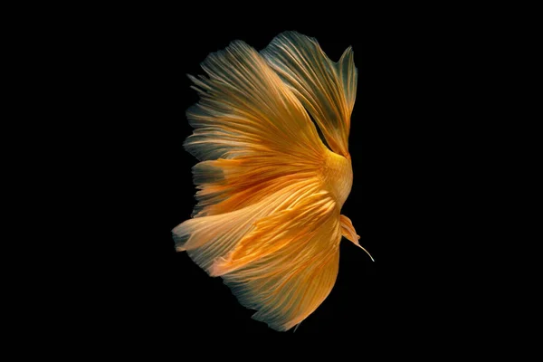 Рыба Бетта Сиамская Боевая Рыба Выделенная Черном Фоне — стоковое фото