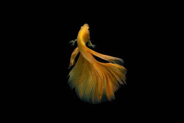 Betta Fish Pesce Siamese Combattente Betta Isolato Fondo Nero — Foto Stock