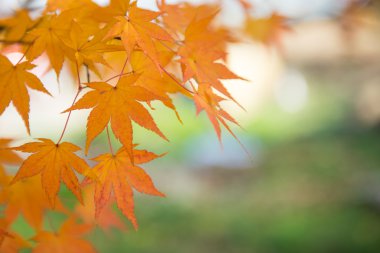 Sonbahar Yaprakları