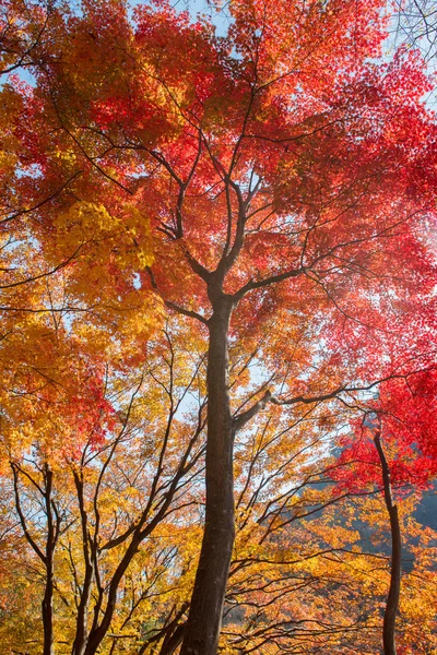 De kleuren van de herfst — Stockfoto