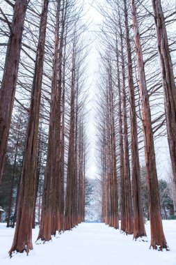 Kore 'de Nami adası, kışın çam ağaçları..