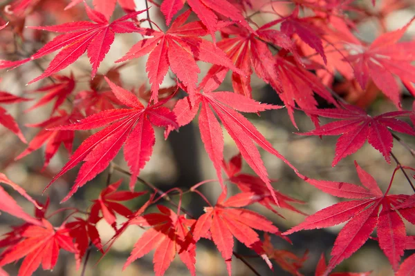 Die Farben des Herbstes — Stockfoto
