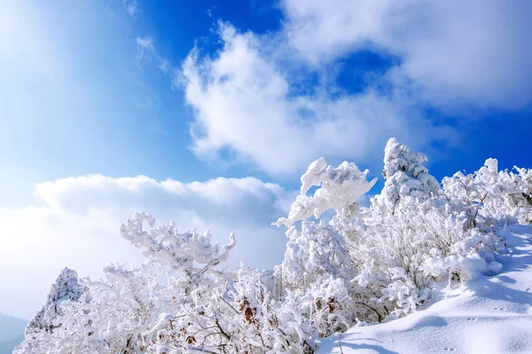Deogyusan hory je pokryté sněhem a ranní mlhy v zimě — Stock fotografie