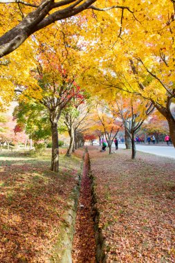 Naejangsan, Kore - 30 Kasım: fotoğrafını çekmek turist olmak