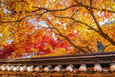 Sonbahar Gyeongbukgung ve akçaağaç ağaç Kore çatısı.