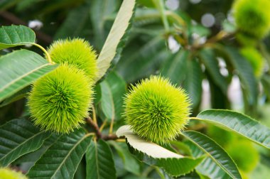 Kestane (Castanea meyve)