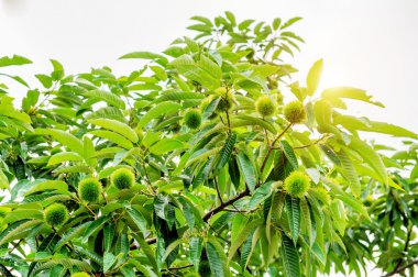 Kestane (Castanea meyve)