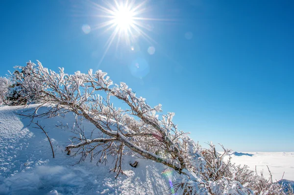 在冬天，韩国 Seoraksan 山被雪覆盖. — 图库照片