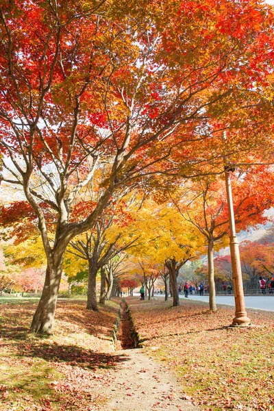 Naejangsan, Kore - 30 Kasım: fotoğrafını çekmek turist olmak — Stok fotoğraf