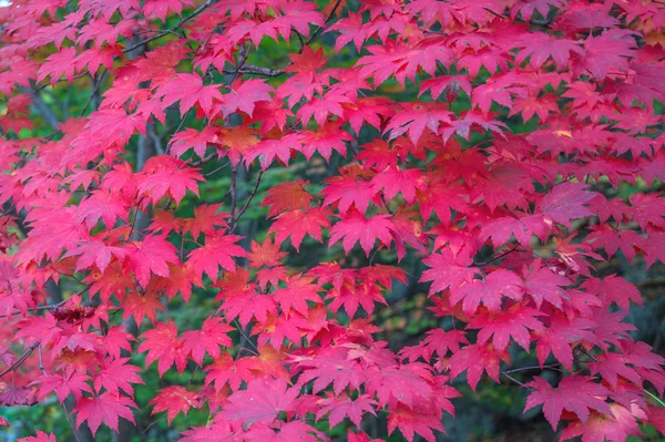 Arce en otoño en Corea . — Foto de Stock