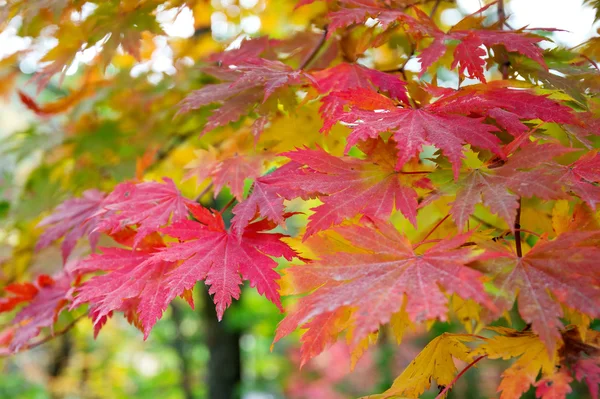 Maple in het najaar in korea. — Stockfoto