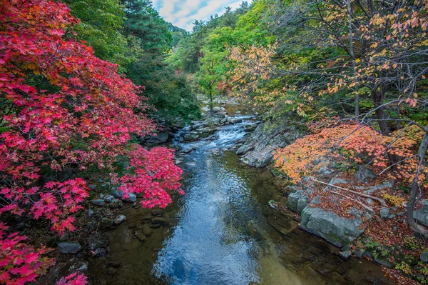 Érable en automne en Corée . — Photo