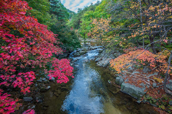 Maple in autumn in korea.