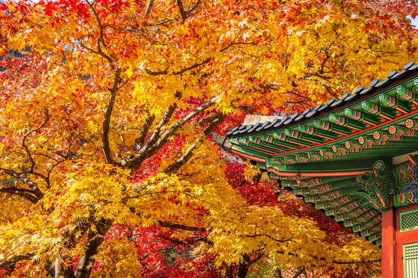 Dach von gyeongbukgung und Ahornbaum im Herbst in Korea. — Stockfoto