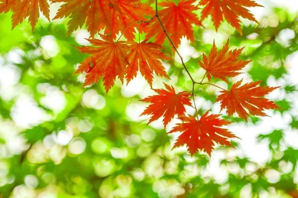 Ahorn im Herbst in Korea. — Stockfoto