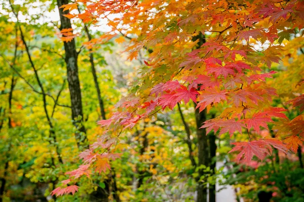 Érable en automne en Corée . — Photo