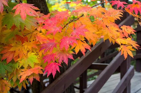 Maple in het najaar in korea. — Stockfoto