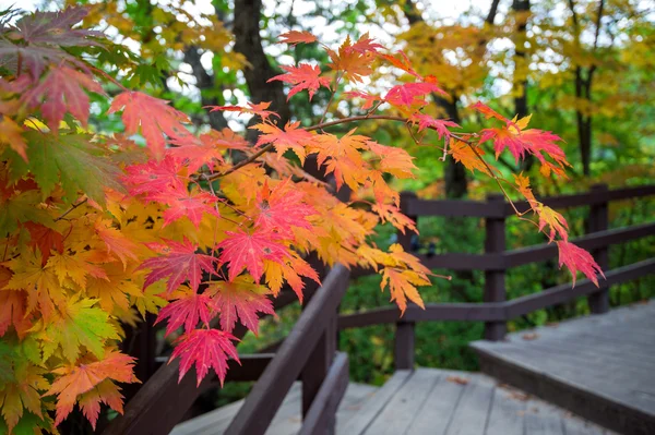 Maple in het najaar in korea. — Stockfoto