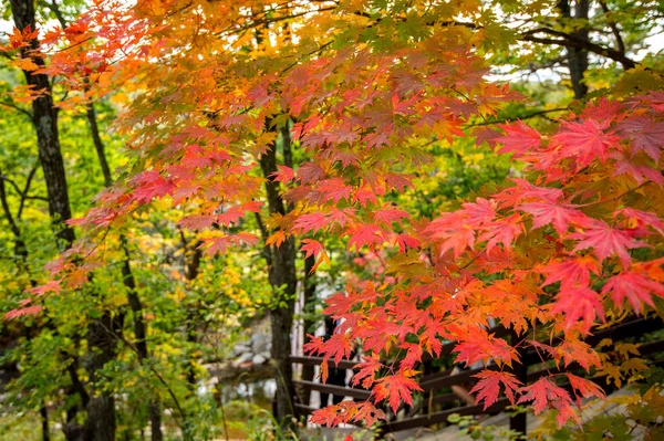 Ahorn im Herbst in Korea. — Stockfoto