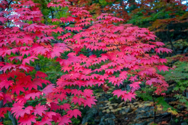 Javor na podzim v Koreji. — Stock fotografie