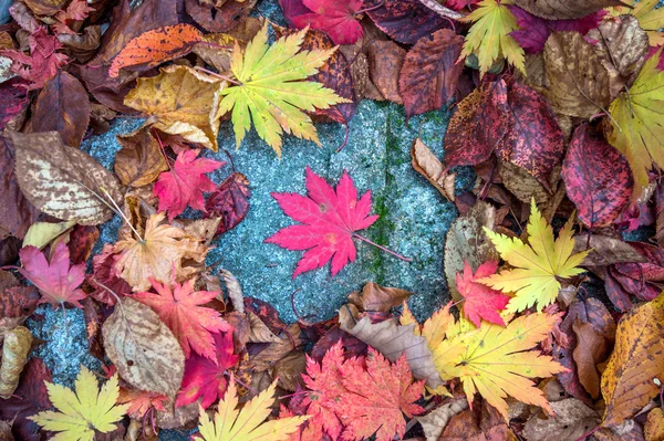 Klon jesienią w Korei. — Zdjęcie stockowe