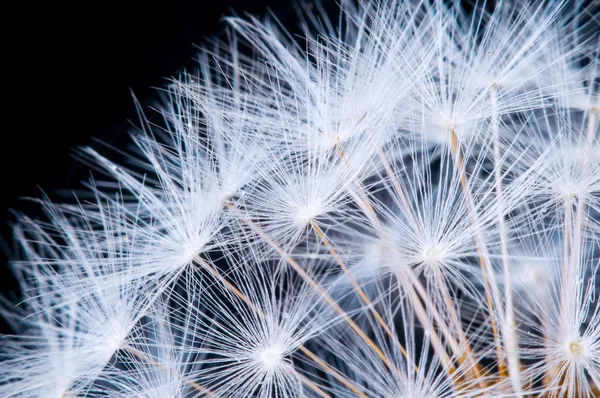 Nahaufnahme einer Löwenzahnblüte. — Stockfoto