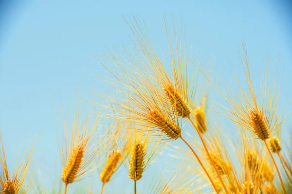 Campo verde cebada — Foto de Stock