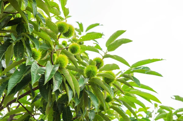 Castagne (Castanea) ) — Foto Stock