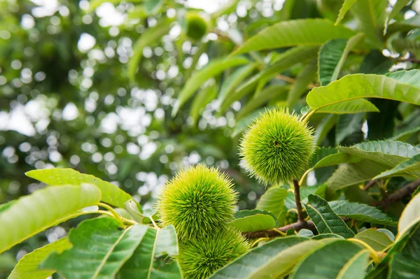 Castagne (Castanea) ) — Foto Stock