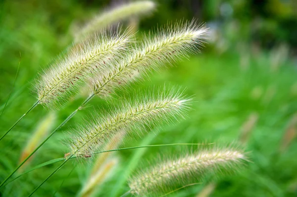 Fundo flowers.nature grama — Fotografia de Stock