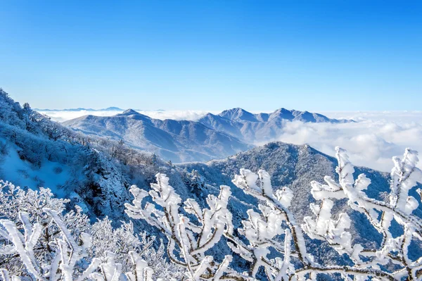 Seoraksan montañas está cubierto por la niebla de la mañana en invierno, Corea . Fotos de stock libres de derechos