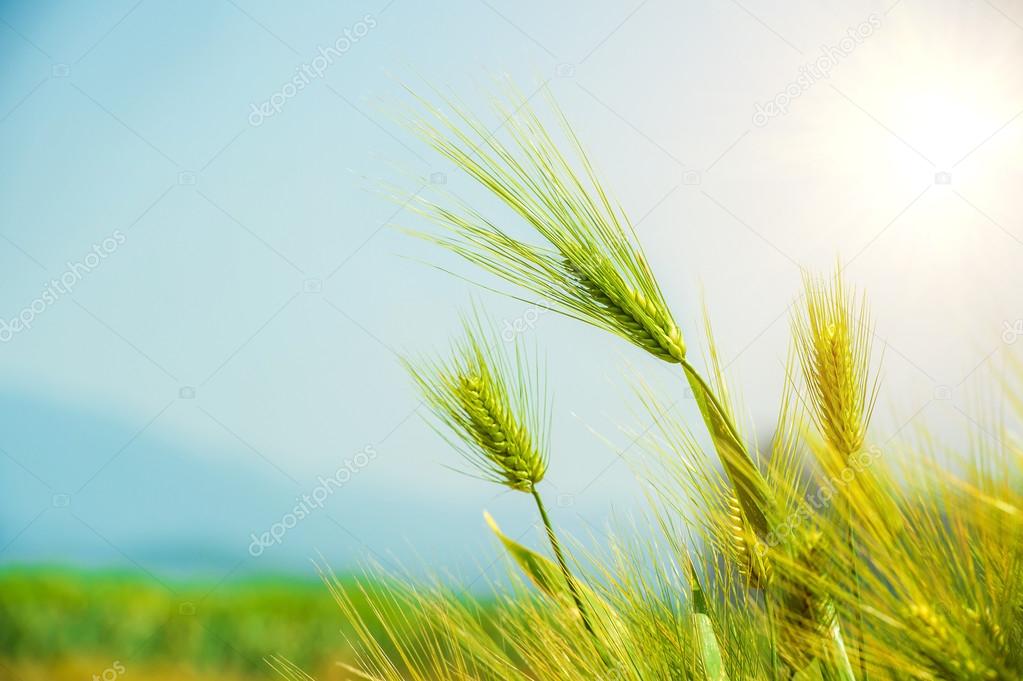 Barley green Field