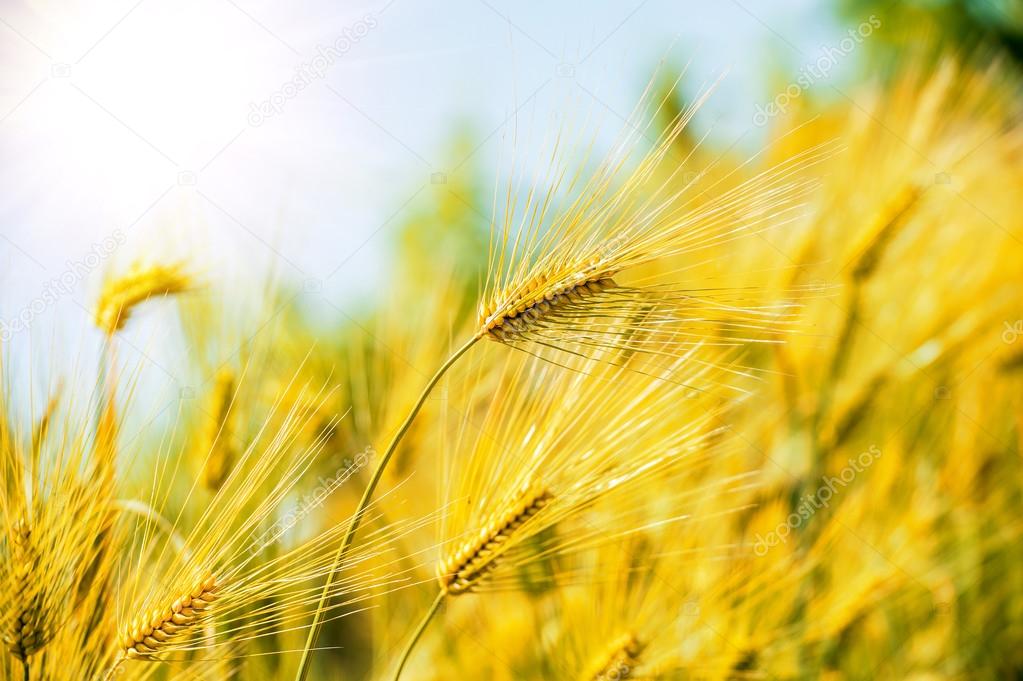 Barley green Field