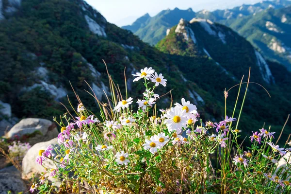 Blumen im Bukhansan-Gebirge, Südkorea. — Stockfoto