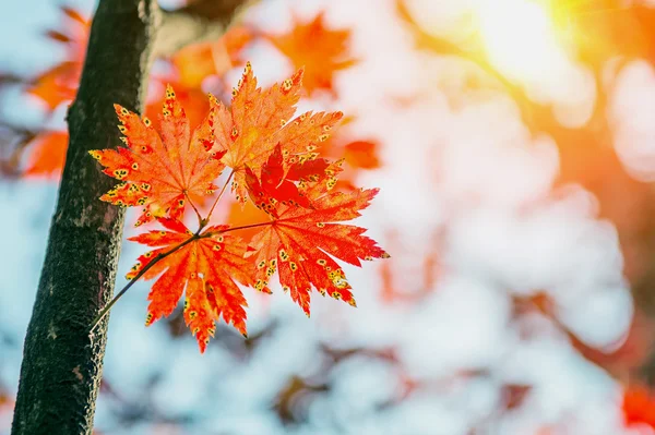 Maple leaves in autumn in korea. — Stock Photo, Image