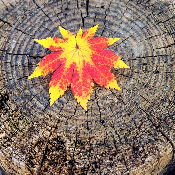 Jesienne liście klonu na drewnianym tle. — Zdjęcie stockowe