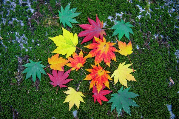 Ahornblätter im Herbst in Korea. — Stockfoto