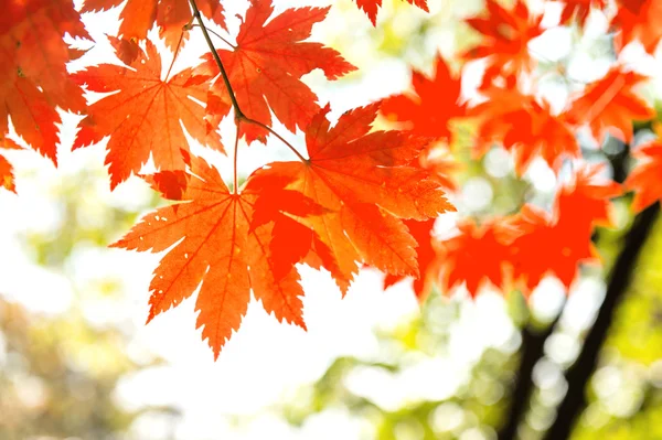 Liście klonu jesienią w Korei. — Zdjęcie stockowe