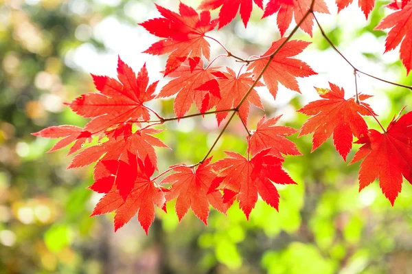 Liście klonu jesienią w Korei. — Zdjęcie stockowe