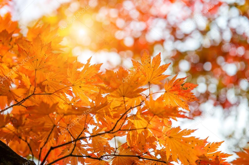 Maple leaves in autumn in korea.