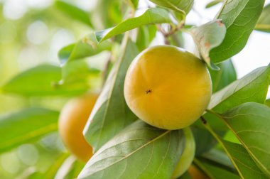 Hurma ağacı meyve arka plan üzerinde.