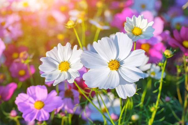 Kosmos blomster og solskinn – stockfoto