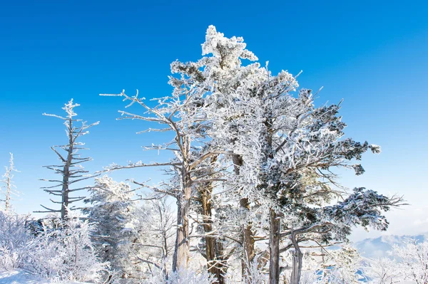 Deogyusan im Winter, Korea. — Stockfoto