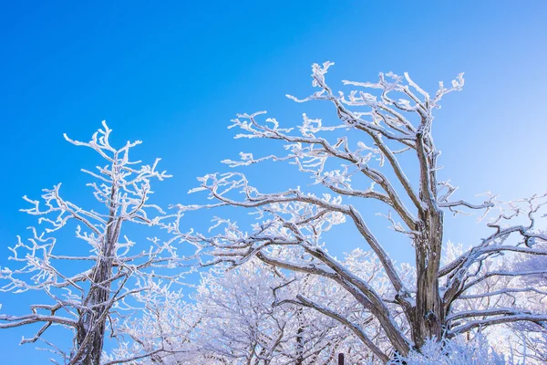 Paisagem no inverno, Deogyusan na Coréia . — Fotografia de Stock